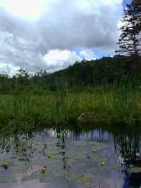 See mountain bogs.