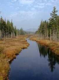 Fall swale grass by a clear stream.